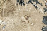 Wide Petrified Wood (Schinoxylon) Limb - Blue Forest, Wyoming #344114-2